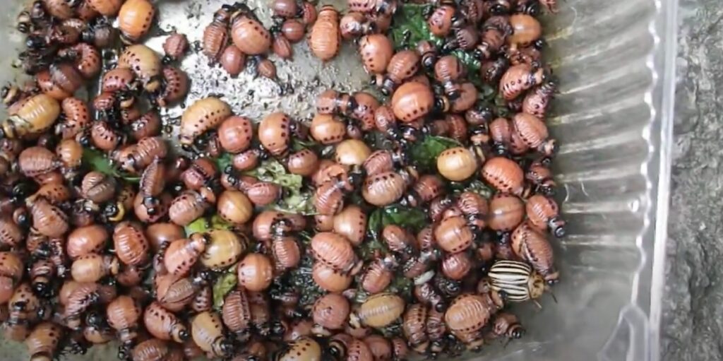 Вредители картофеля: личинки колорадского жука