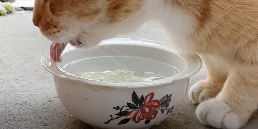 Как помочь кошке в жару: обеспечьте питомца питьевой водой