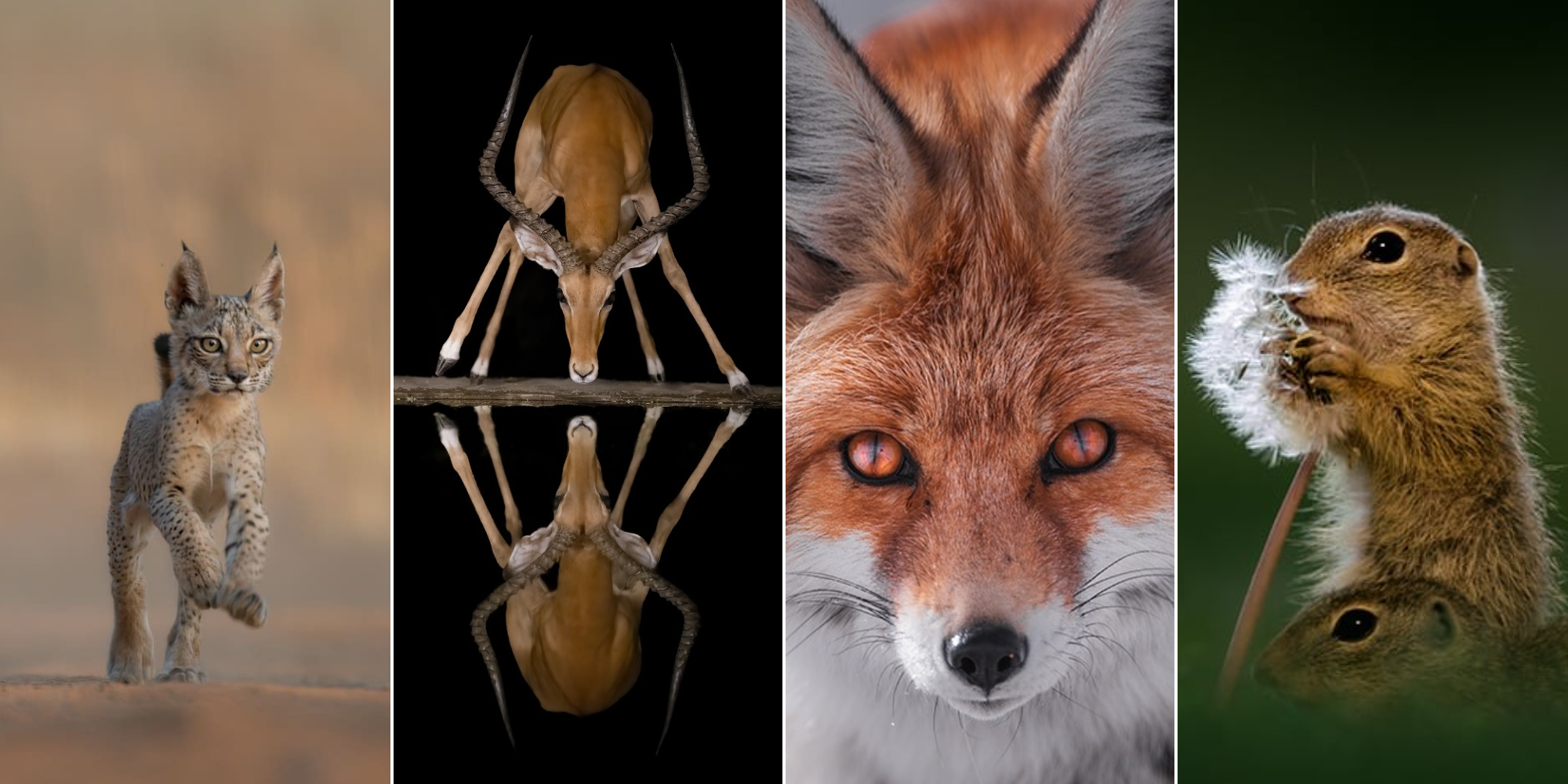 В мире животных: победители Fine Art Photography Awards 2024 в категории «Дикая природа»