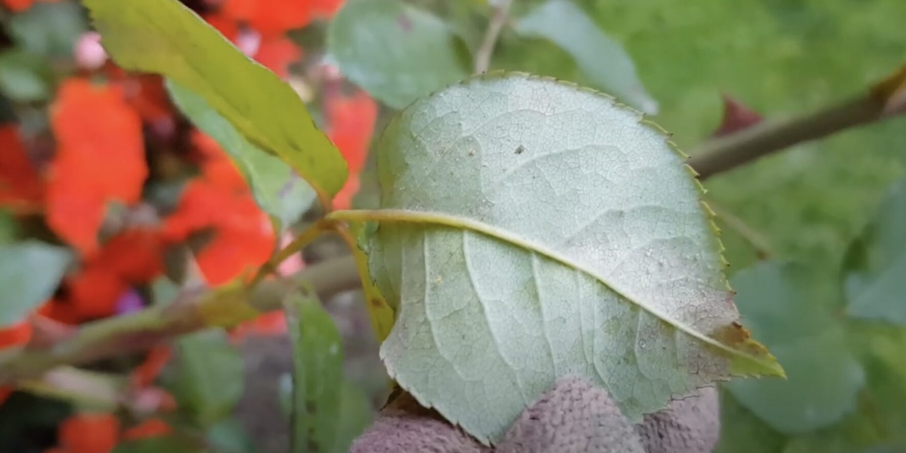 Обработка плетистых роз от мучнистой росы