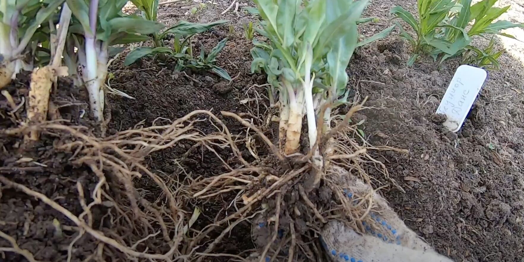 Обильный полив флоксов из лейки в летний день