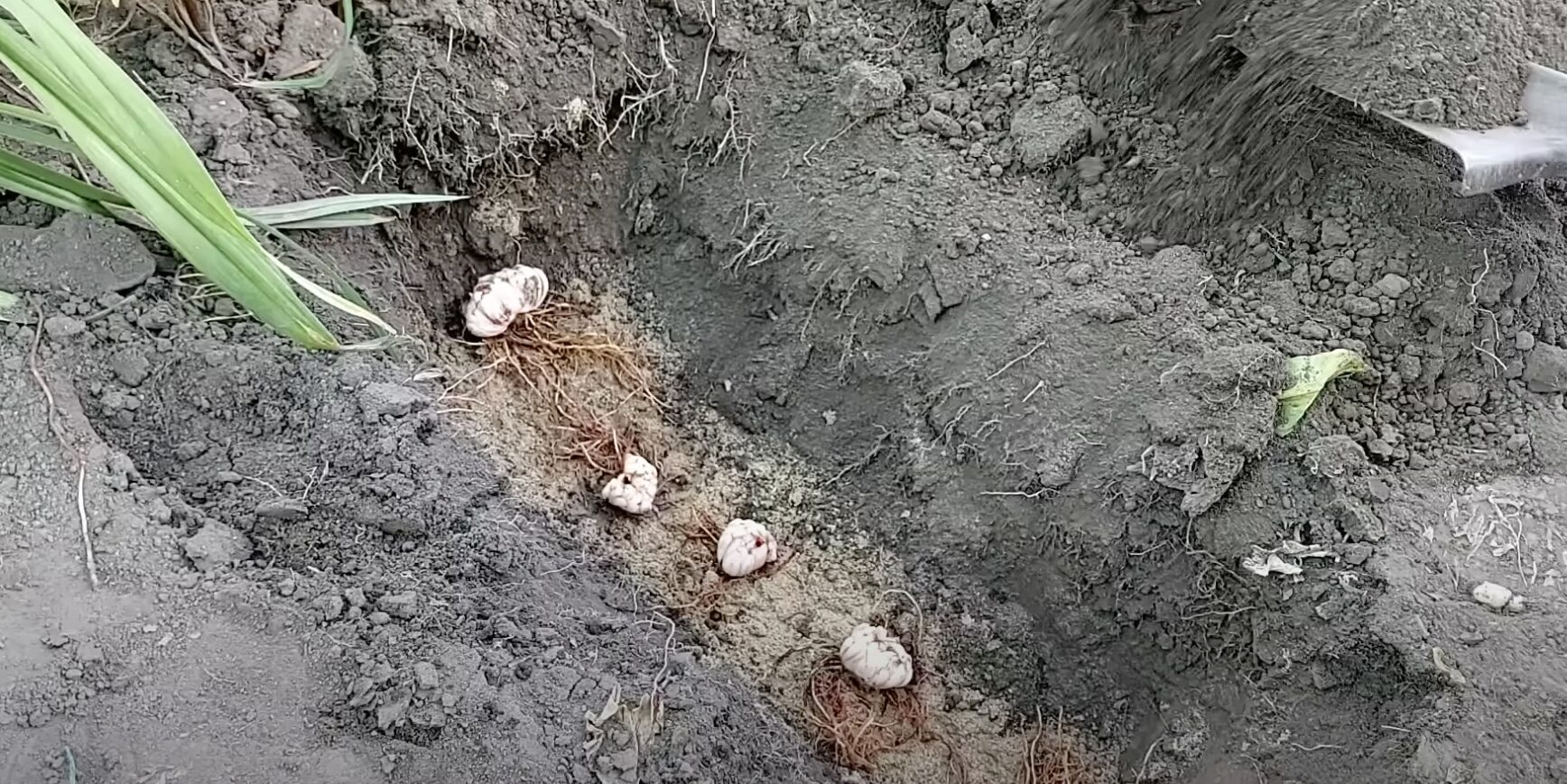 Почему желтеют листья клубники