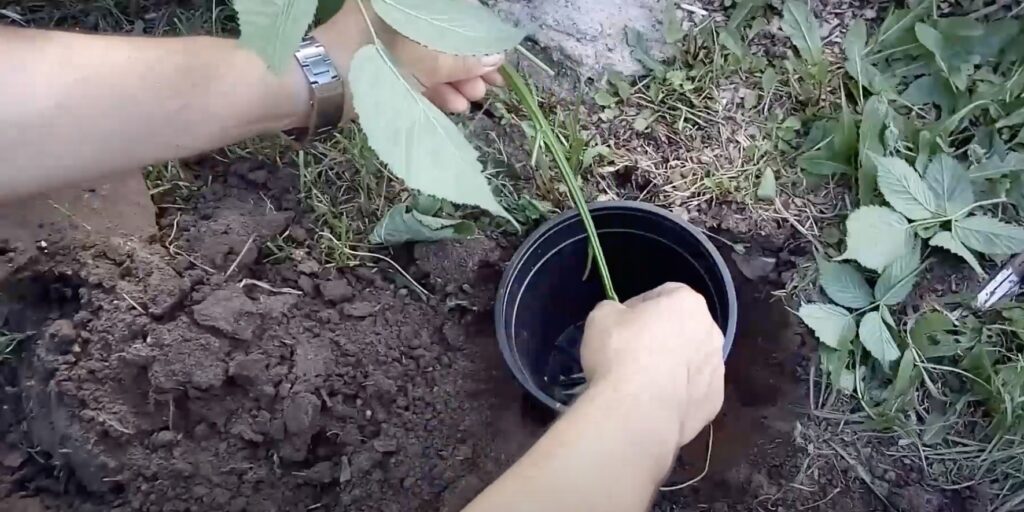 Опустите макушку побега