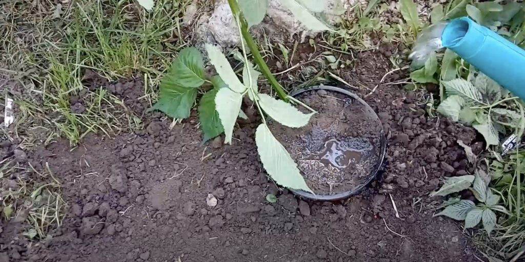 Обильно полейте грунт