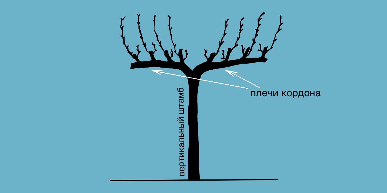 Штамбовый куст винограда состоит из основного ствола (штаба), двух ветвей )плеч) и плодоносящих лоз. Такой способ подходит для регионов с тёплой зимой. 