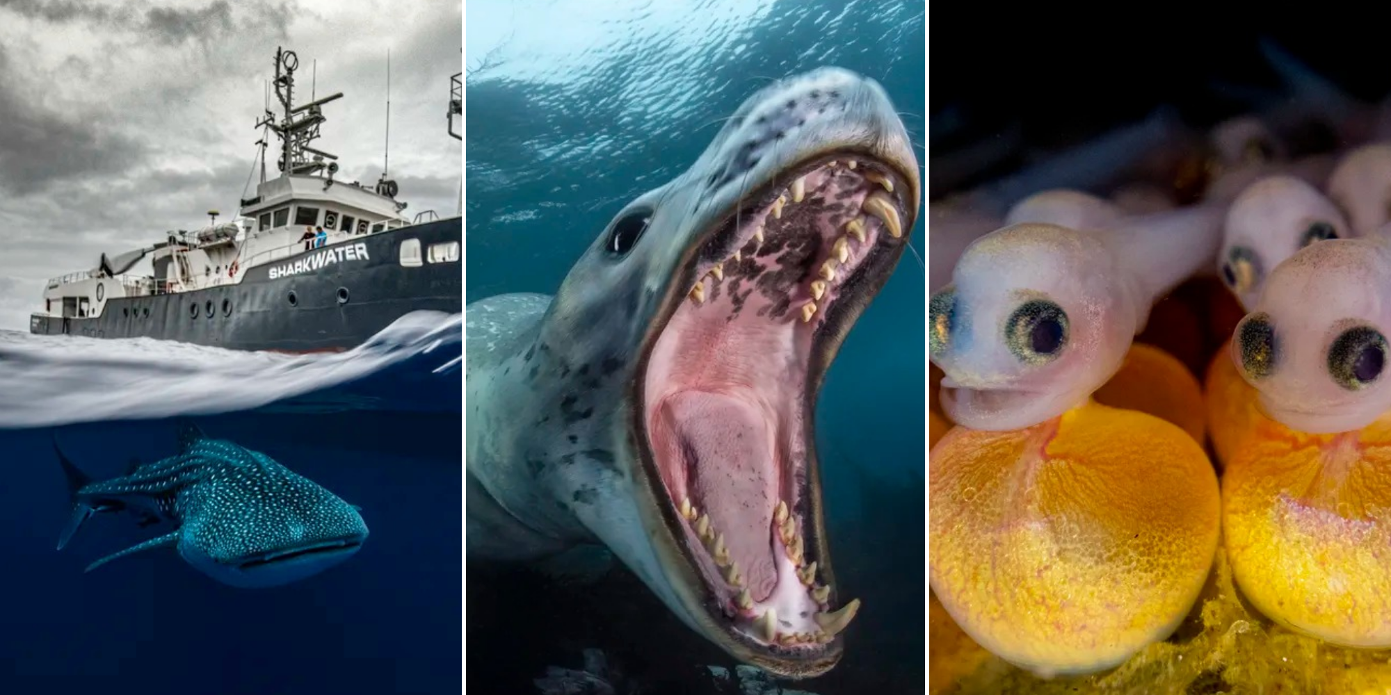 Тайны подводной жизни: 14 лучших фото Ocean Photographer of the Year 2024