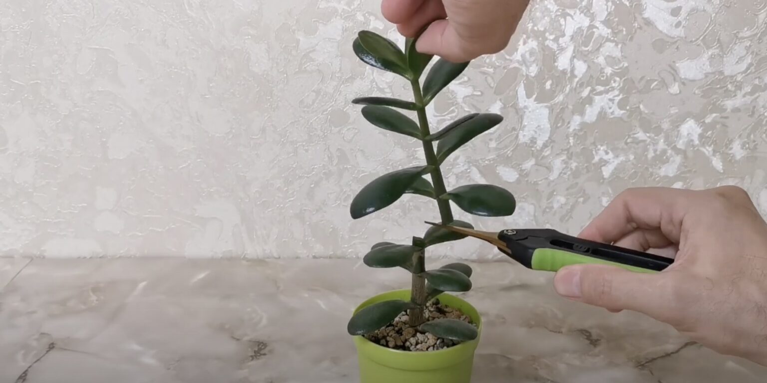 Крассула бонсай. Толстянка корни. Денежное дерево как его обрезать. Толстянка денежное дерево формирование кроны. Крассула денетор.