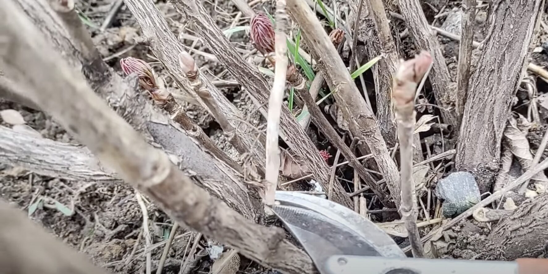 Пион древовидный зимовка. Пион древовидный побег. Когда нужно срезать пионы на зиму. Пионы отцвели. Пион срезка подрез.