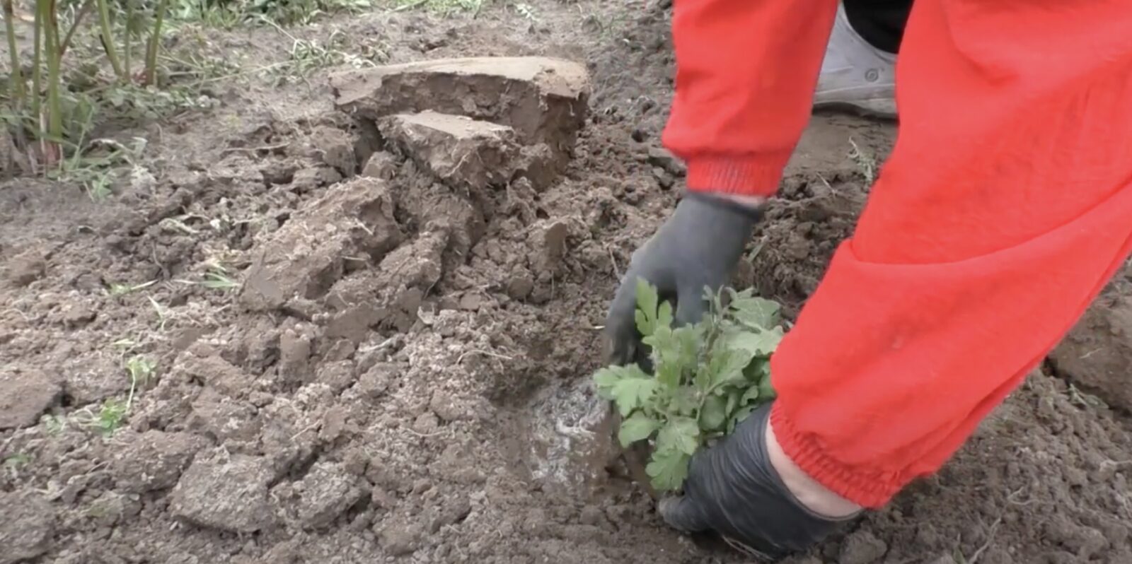 Желтеет озимый чеснок: что делать?