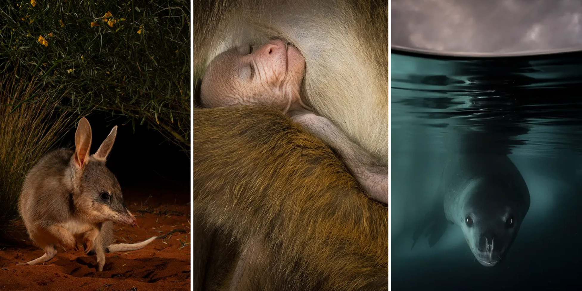 Рой головастиков и умиротворённая обезьянка: 7 победителей фотоконкурса Wildlife Photographer Of The Year 2024