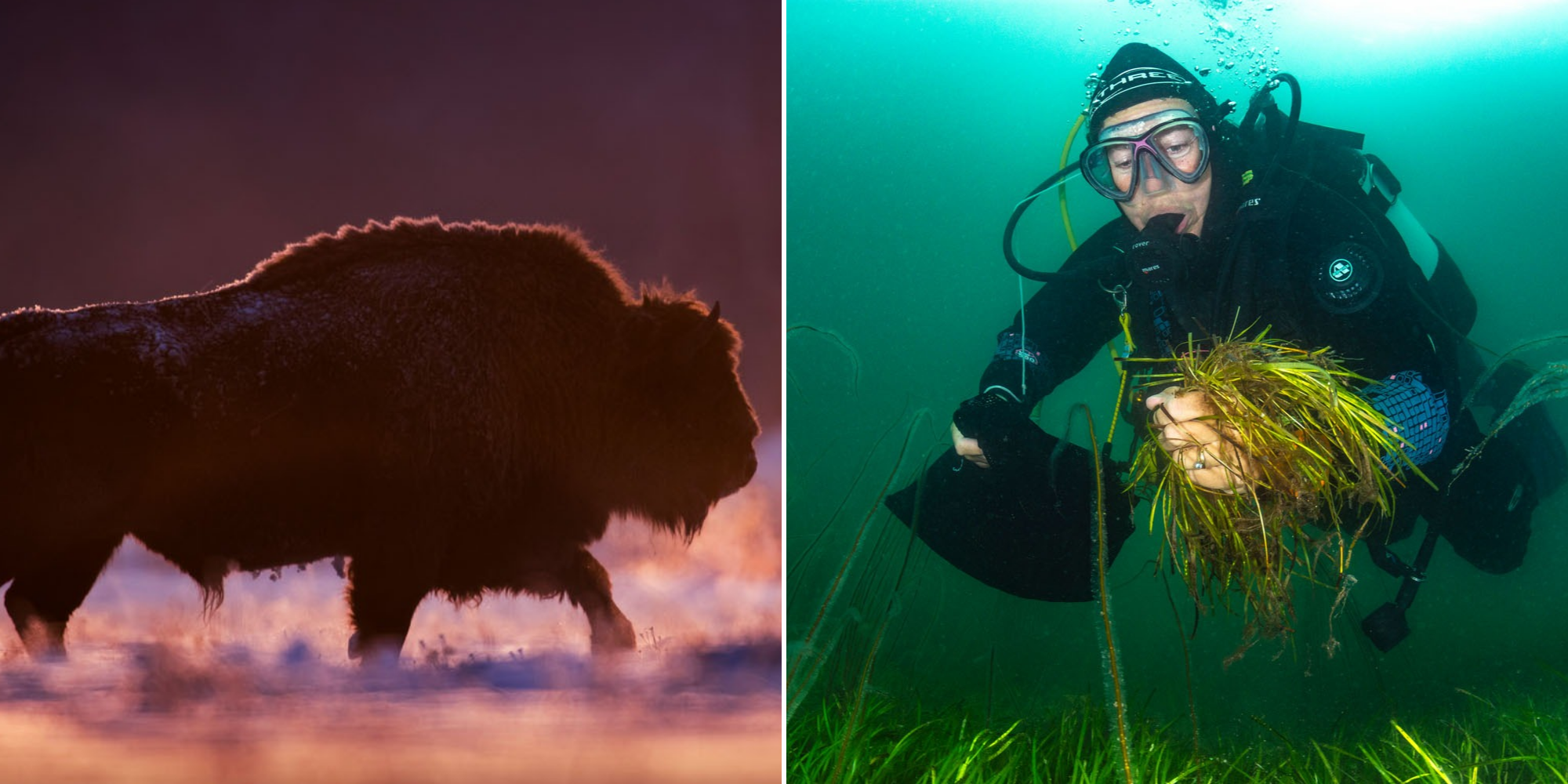 Голодная рысь, огромный зубр и молодь осетра: победители фотопремии Rewilding Europe Awards 2024