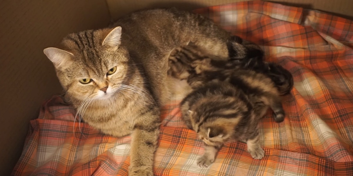 Подготовьте кошке место для родов