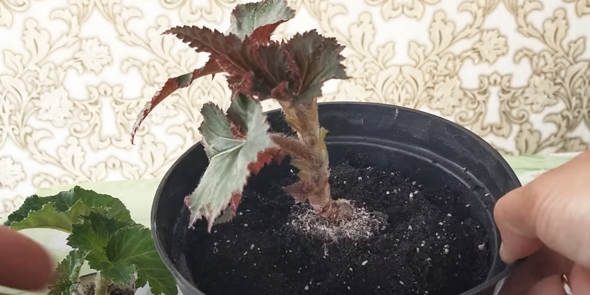 Сорт Bouton de rose