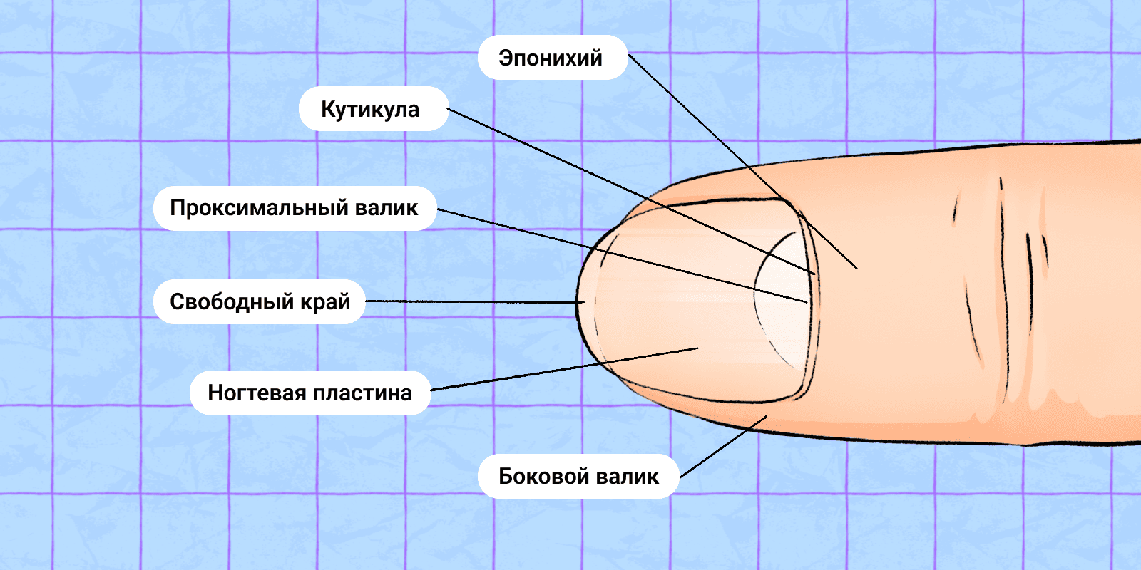 Строение ногтя