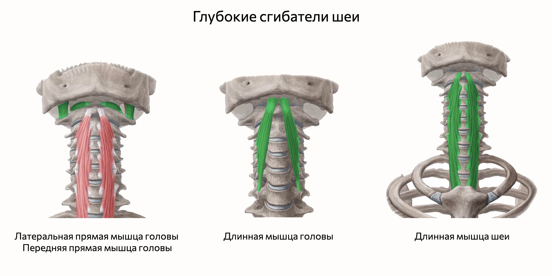 Глубокие сгибатели шеи