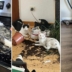 фото котов