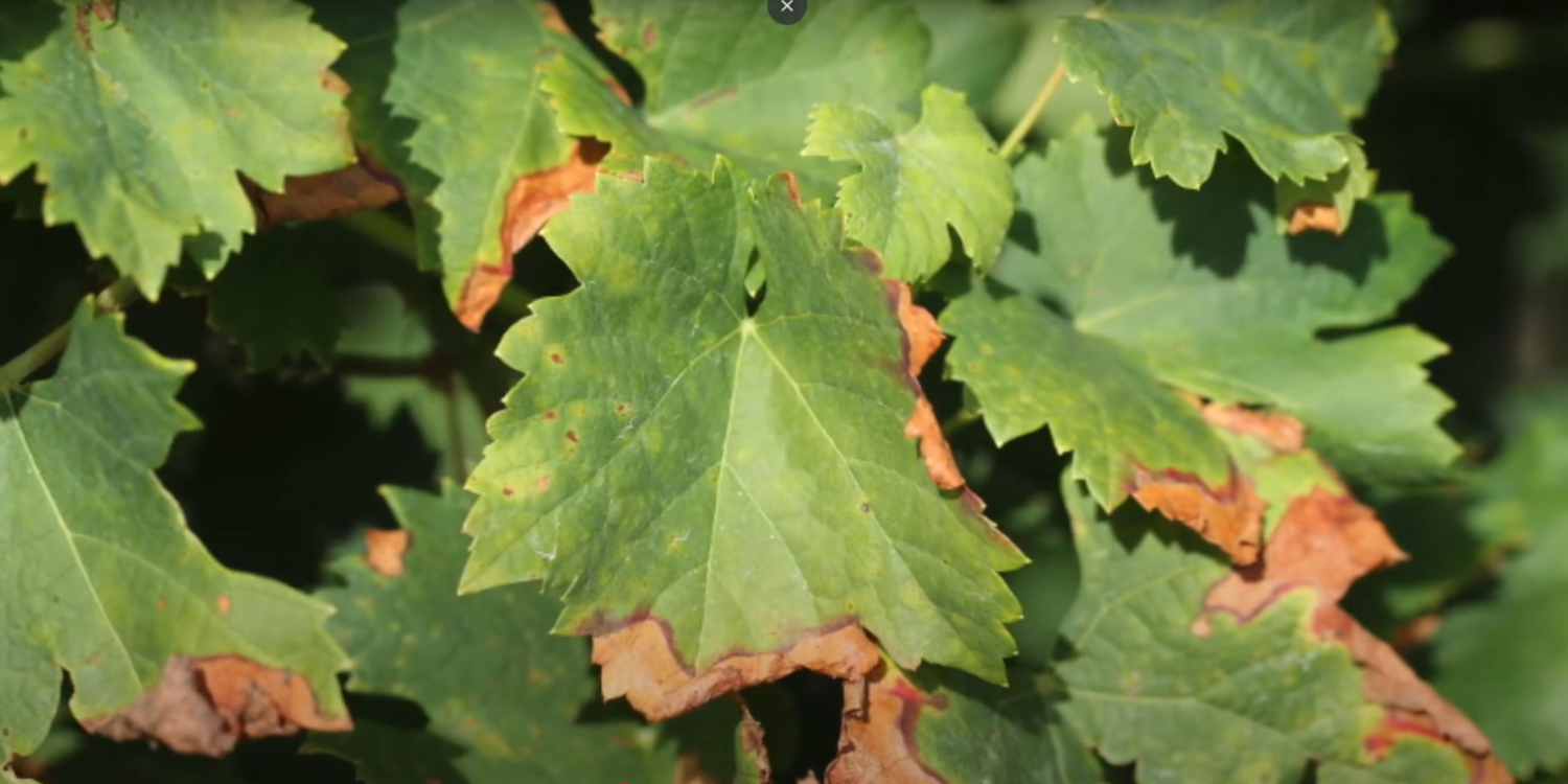 Виноград, пораженный милдью