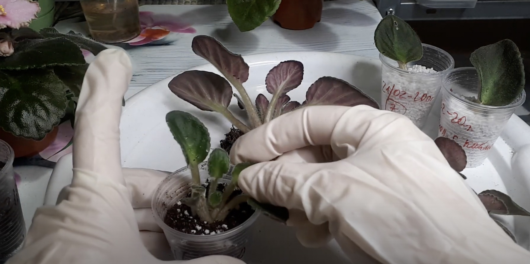 Распространённые ошибки при выращивании фиалок и как их избежать