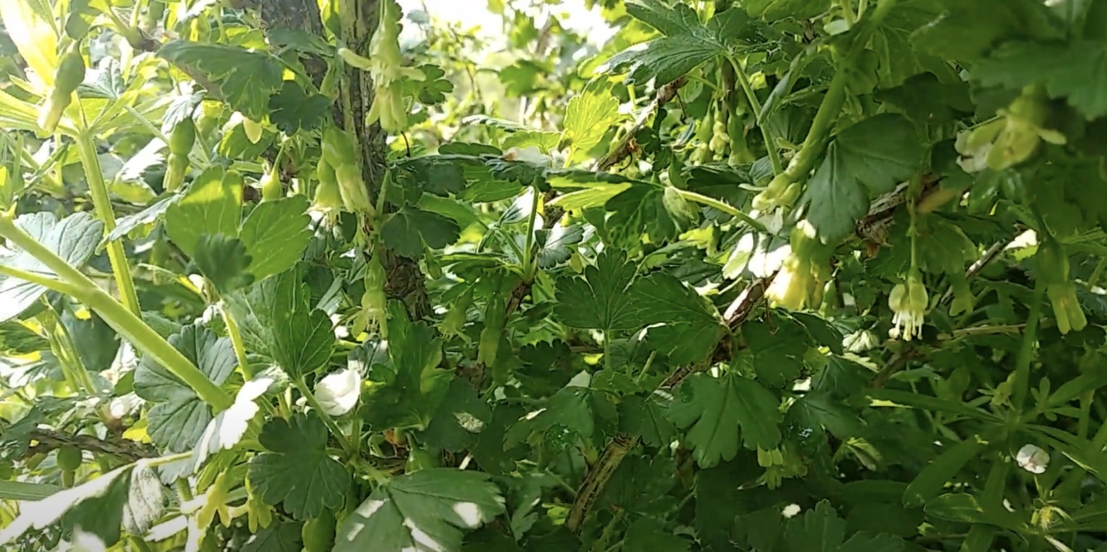 Подкормка крыжовника раствором селитры