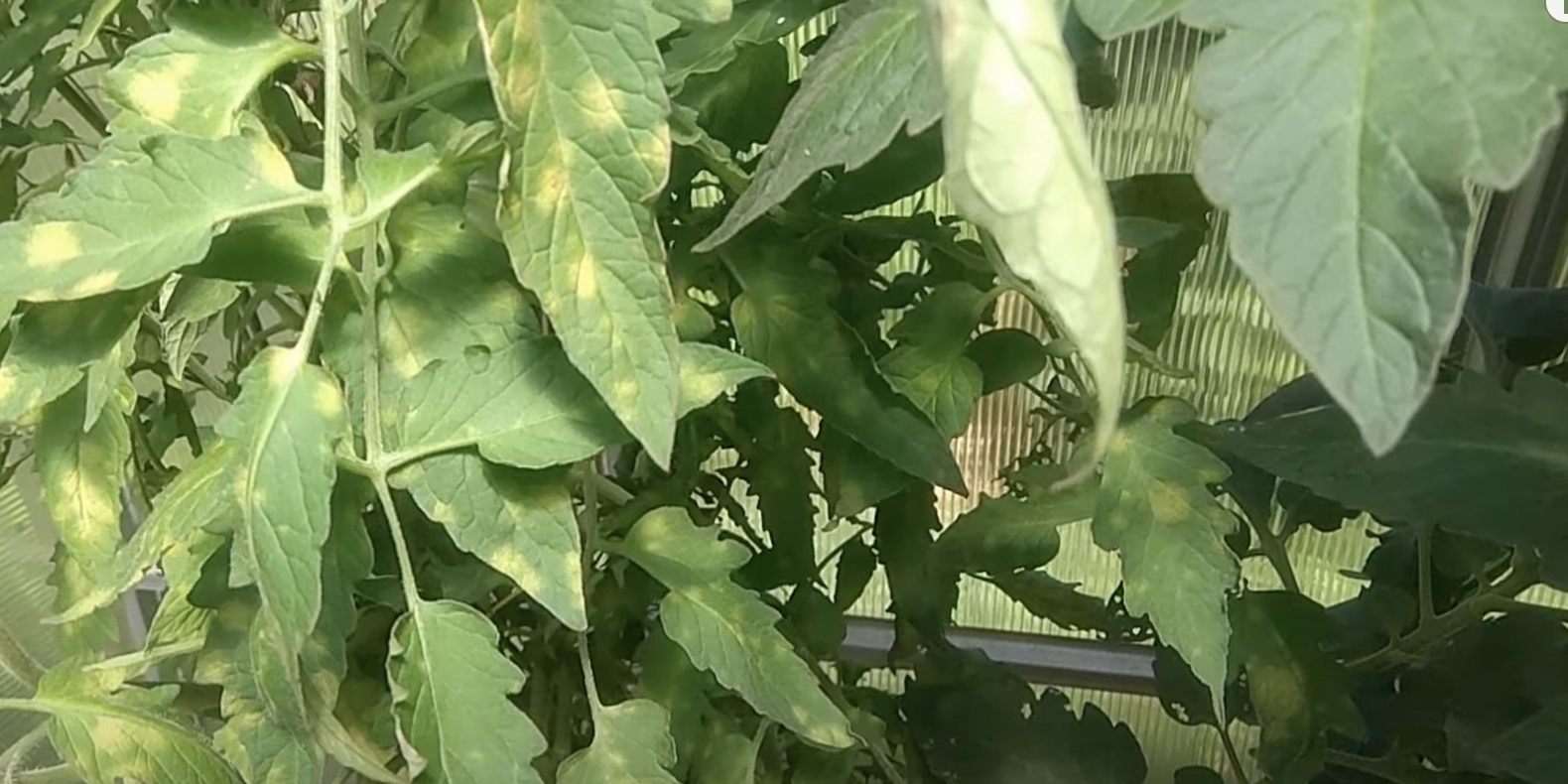 Томаты в теплице