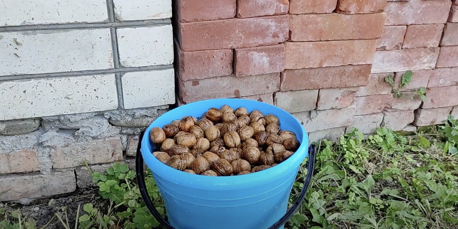 Грецкие орехи в скорлупе и очищенные