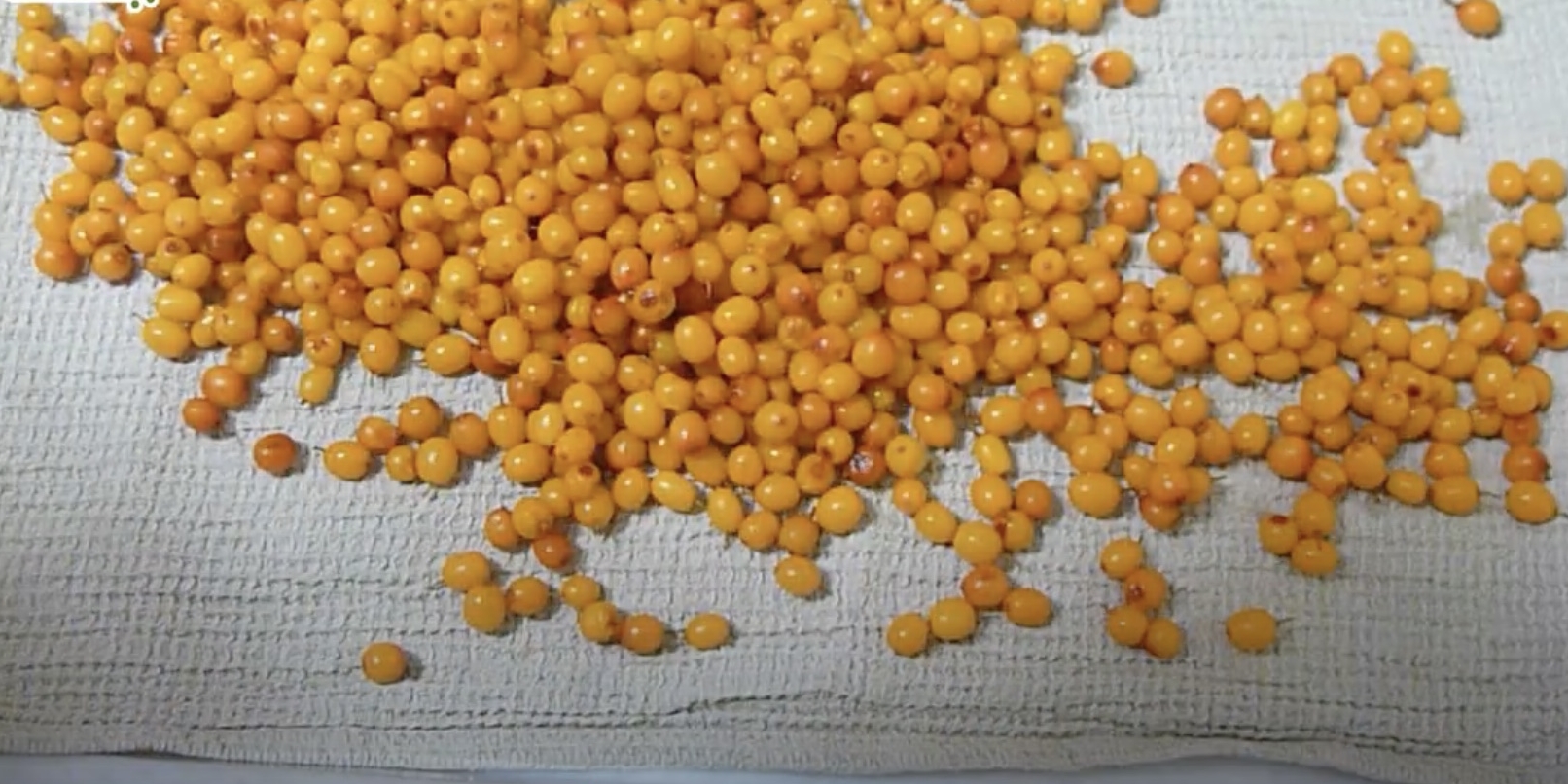 Как сохранить облепиху на зиму?