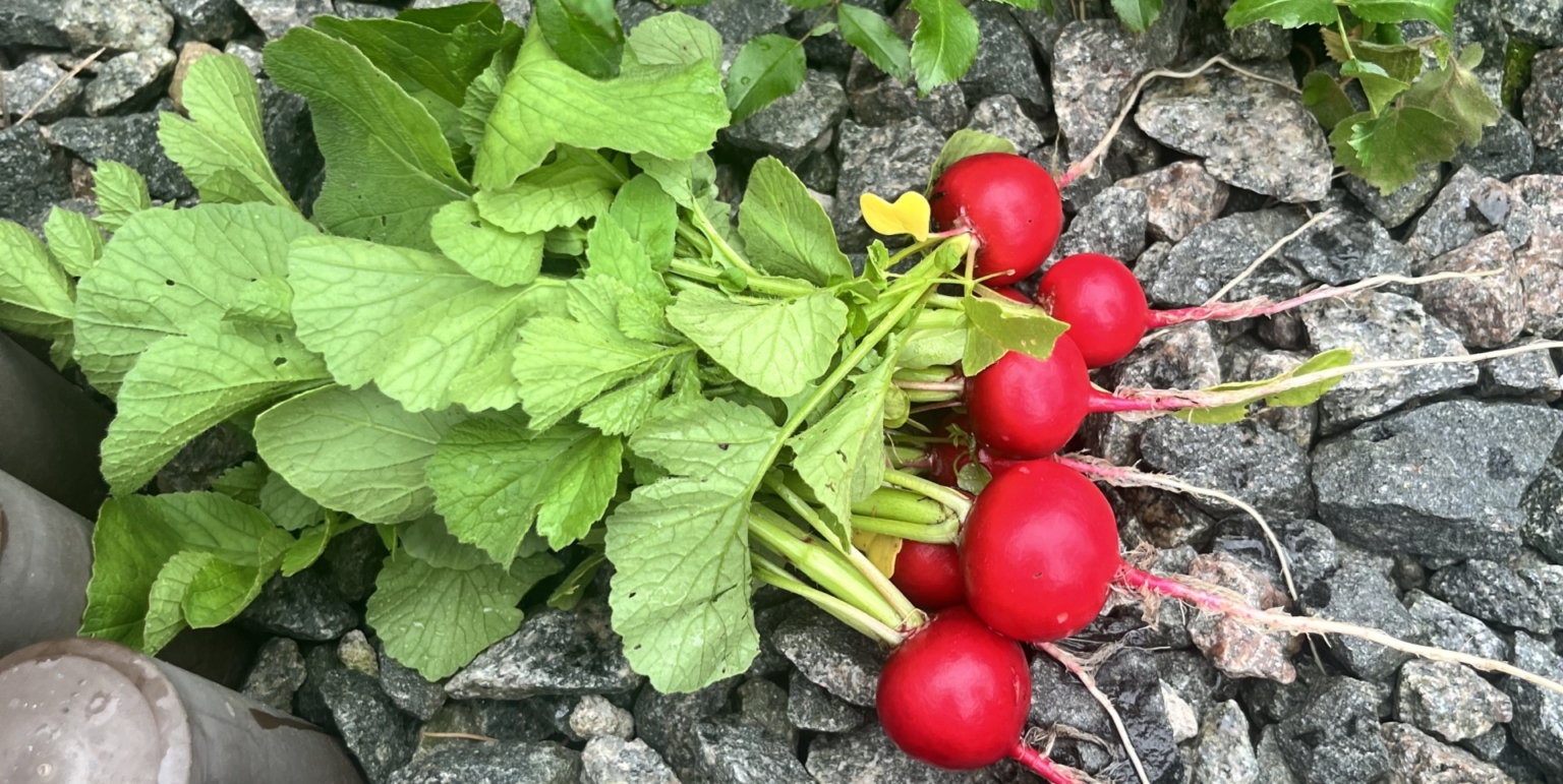 Кочаны китайской капусты на грядке