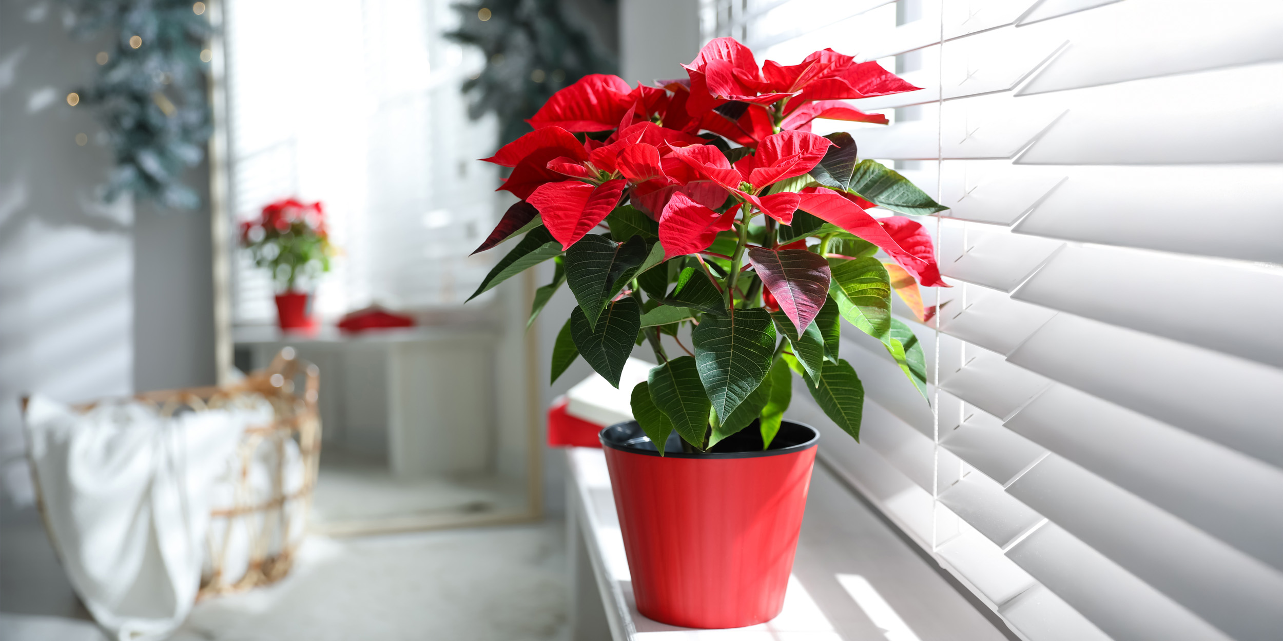 6 капризных комнатных растений, с которыми новичкам лучше не связываться