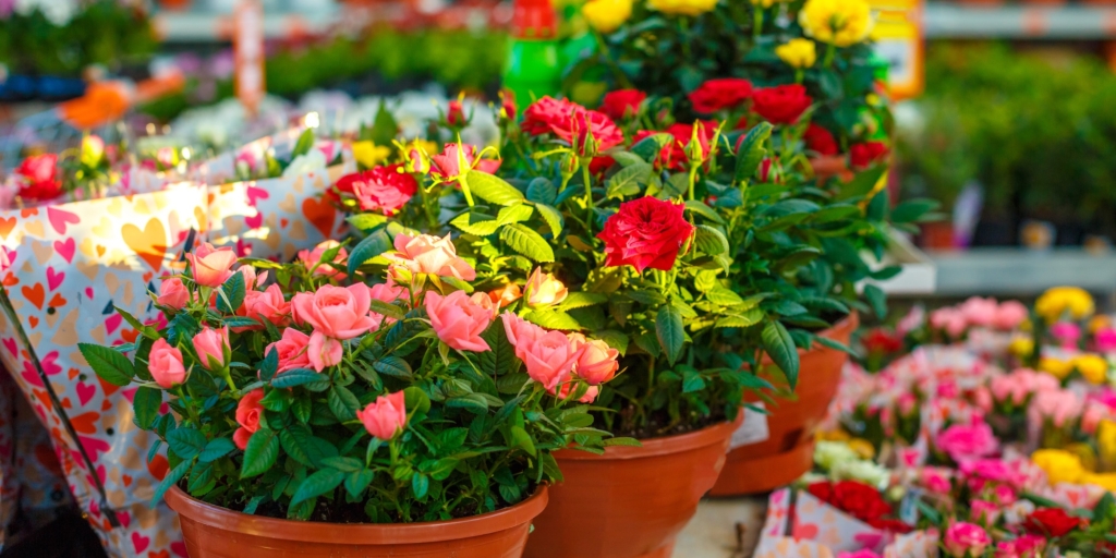 Комнатная роза