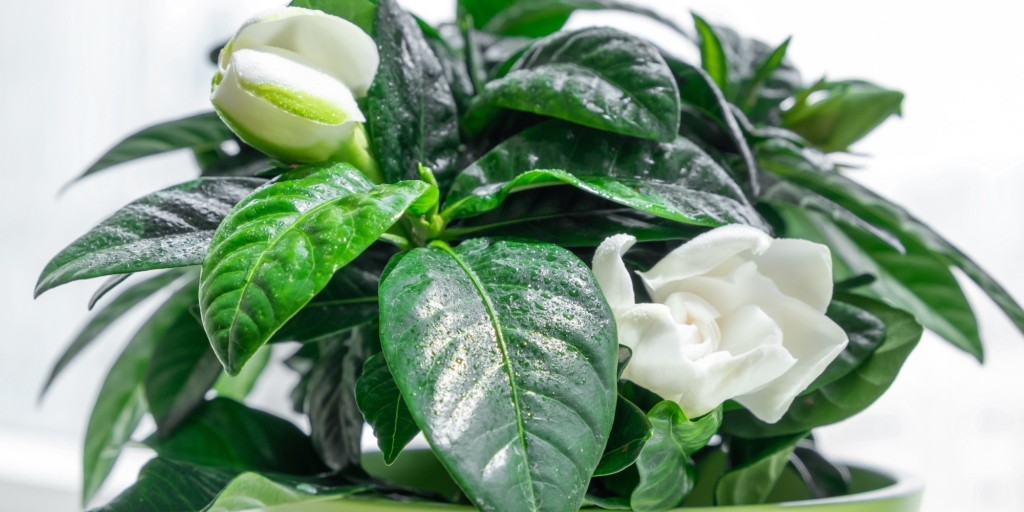 Капризные комнатные растения: гардения