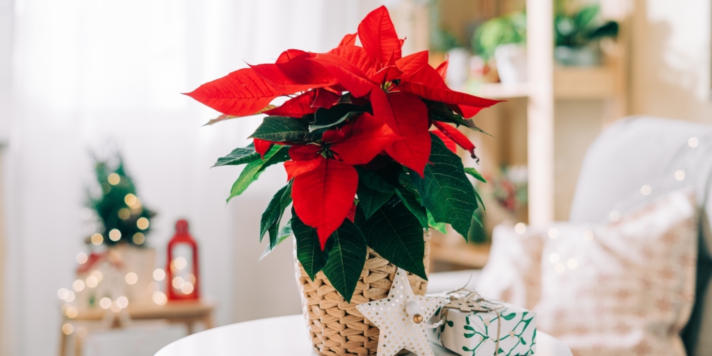 Капризные комнатные растения: пуансеттия