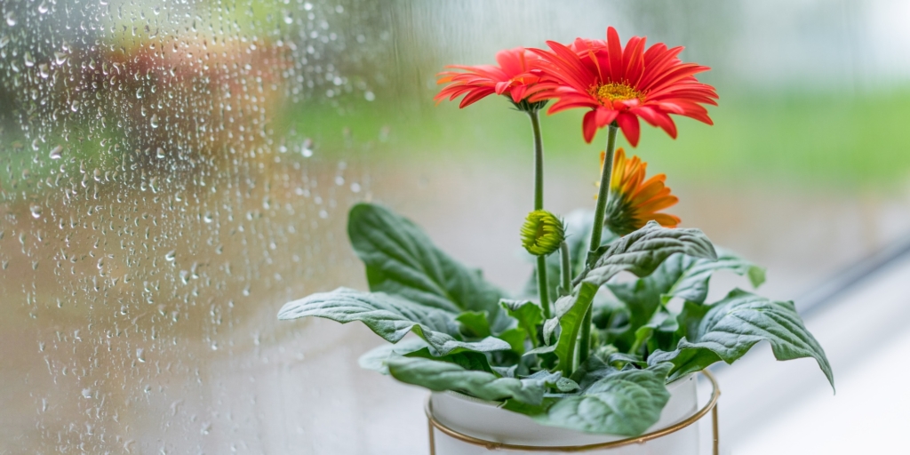 Капризные комнатные растения: гербера