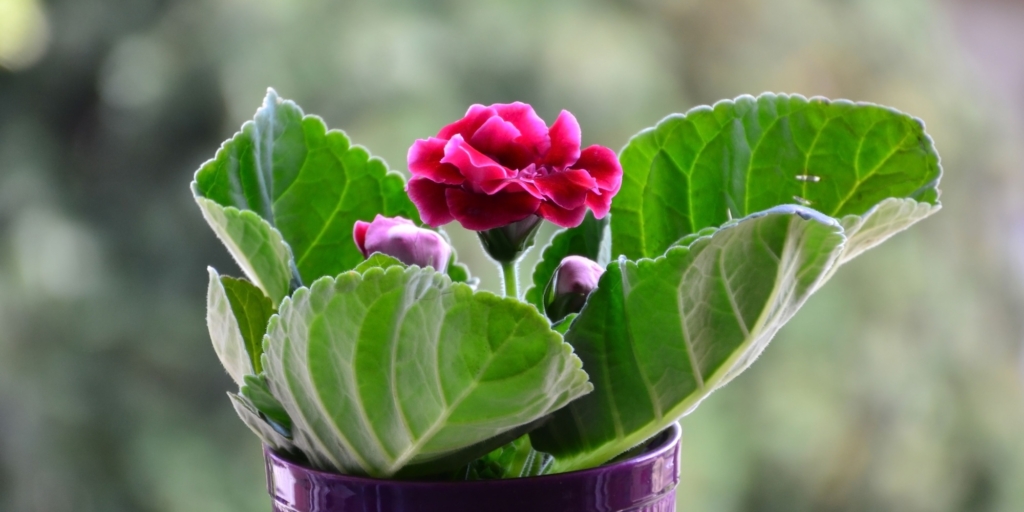 Капризные комнатные растения: глоксиния