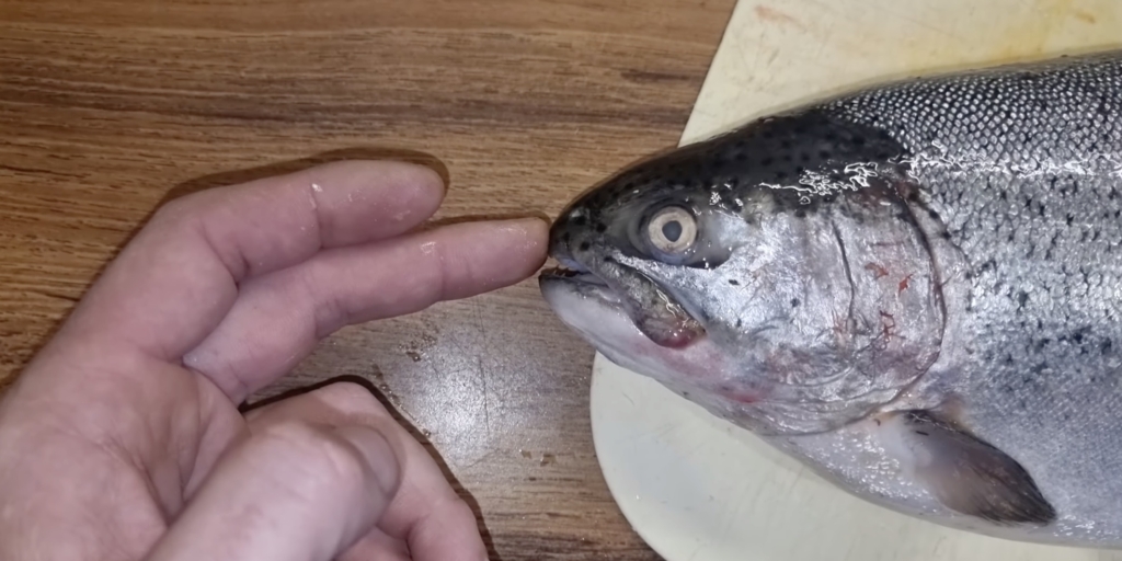 Как отличить самку форели от самца по фото