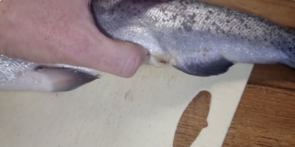 Как выбрать форель с икрой: осмотрите анальное отверстие