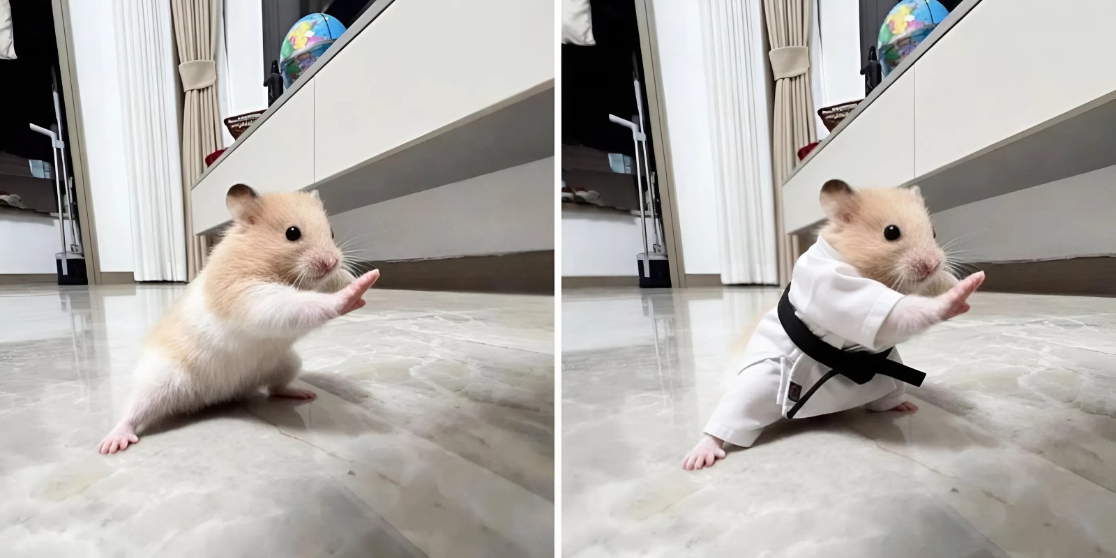 В Сети завирусился хомяк в позе кунг-фу — его одели в кимоно и отправили на ринг