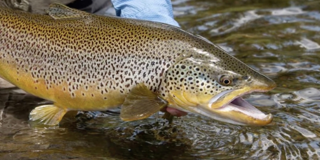 Как отличить самку форели от самца по фото