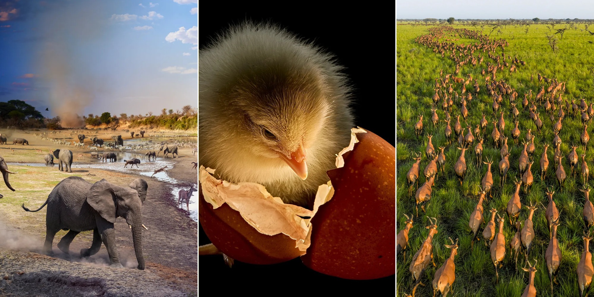 National Geographic выбрал лучшие фотографии 2025 года — от крупнейшей миграции до отдыхающей пчелы