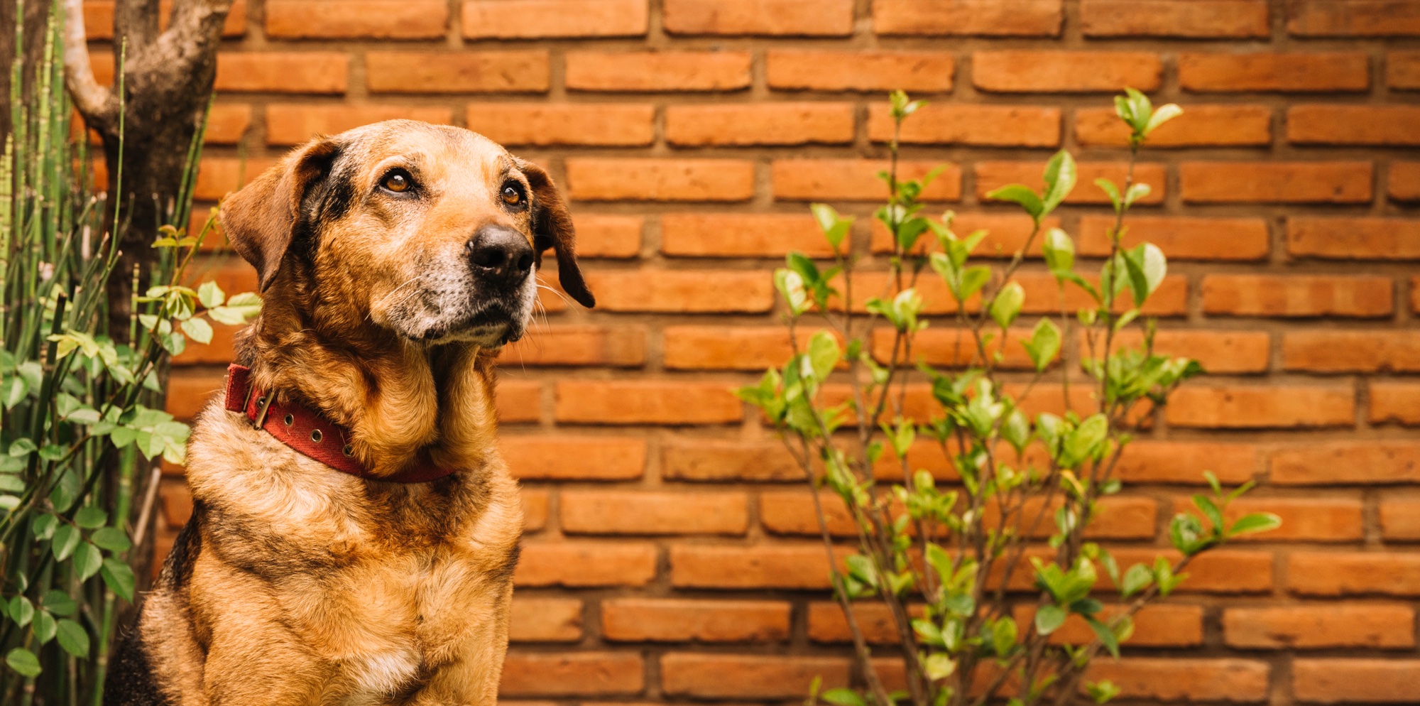 В России стартовала всероссийская акция «Пушистый марафон»