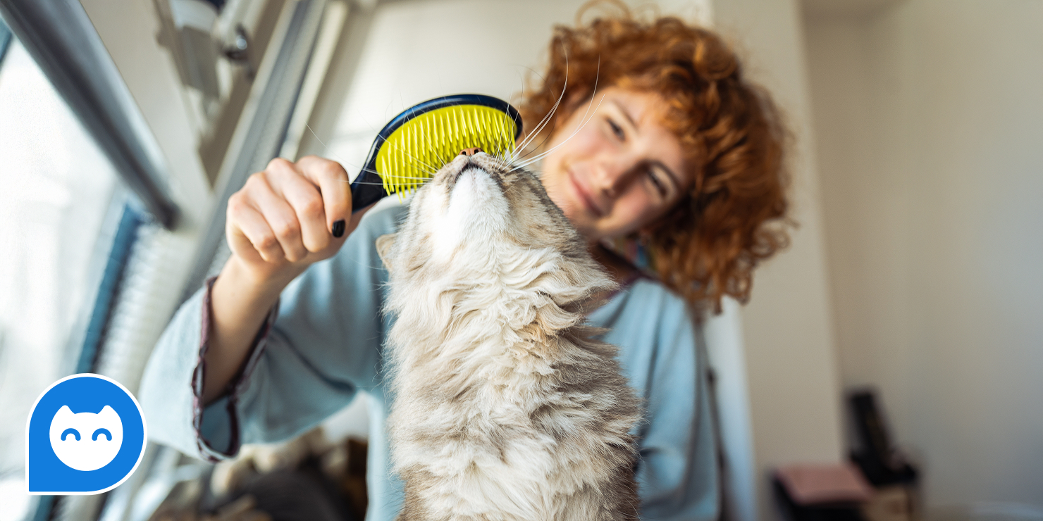 Как правильно ухаживать за животным? Ветеринарные консультации онлайн: как правильно ухаживать за животным?