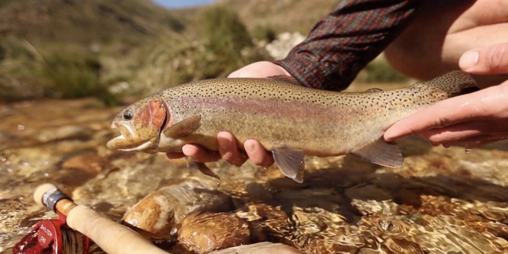 Как выбрать форель с икрой: не берите самца