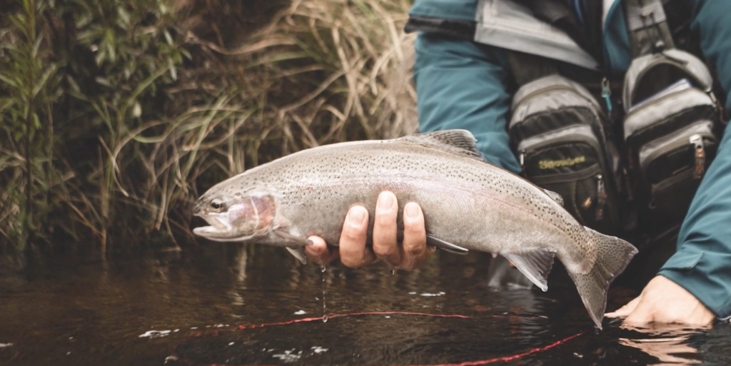 Как выбрать форель с икрой: найдите самку