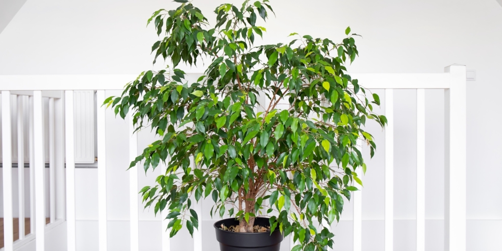 Фикус «бенджамина» Комнатные деревья: фикус «бенджамина»