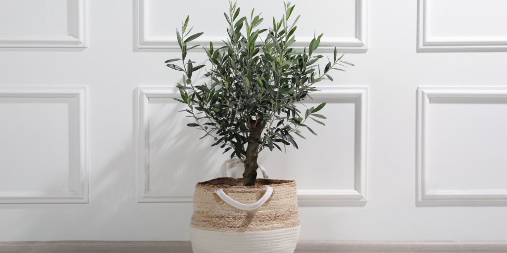 Олива Комнатные деревья: олива