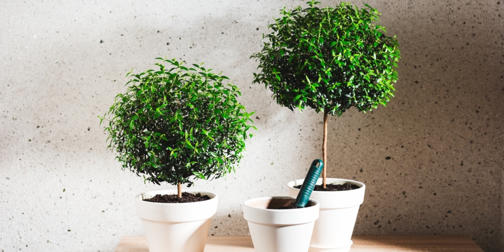 Мирт Комнатные деревья: мирт