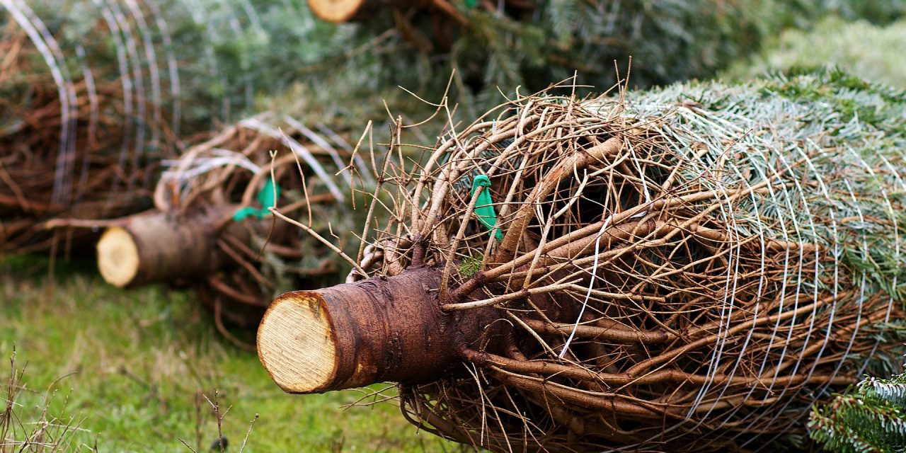 Осмотрите ствол Как выбрать живую новогоднюю ёлку: осмотрите ствол