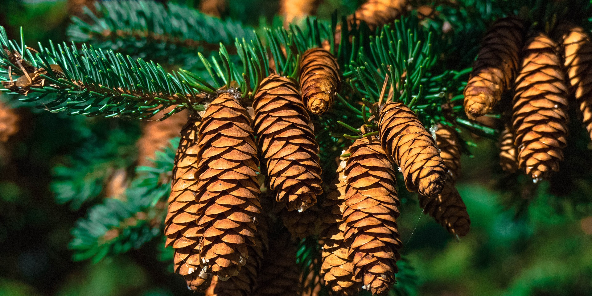 Ель Как выбрать живую ёлку на Новый год: определитесь с видом дерева