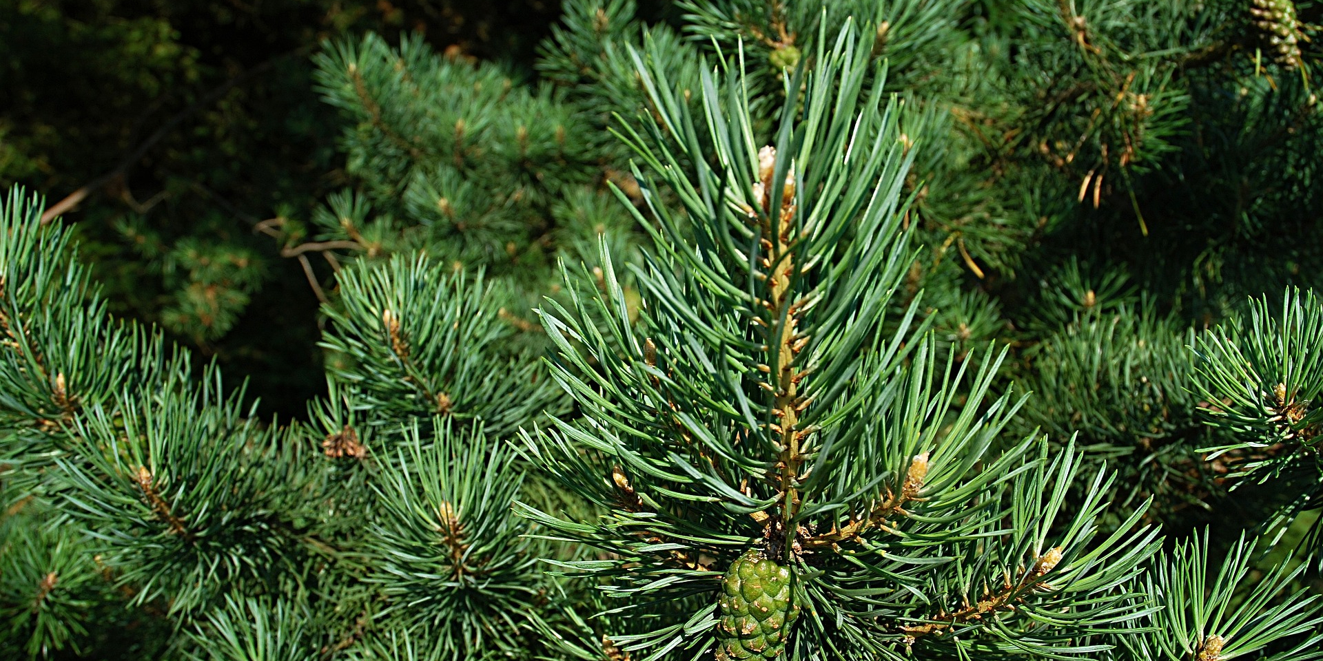 Сосна Как выбрать живую ёлку на Новый год: определитесь с видом дерева