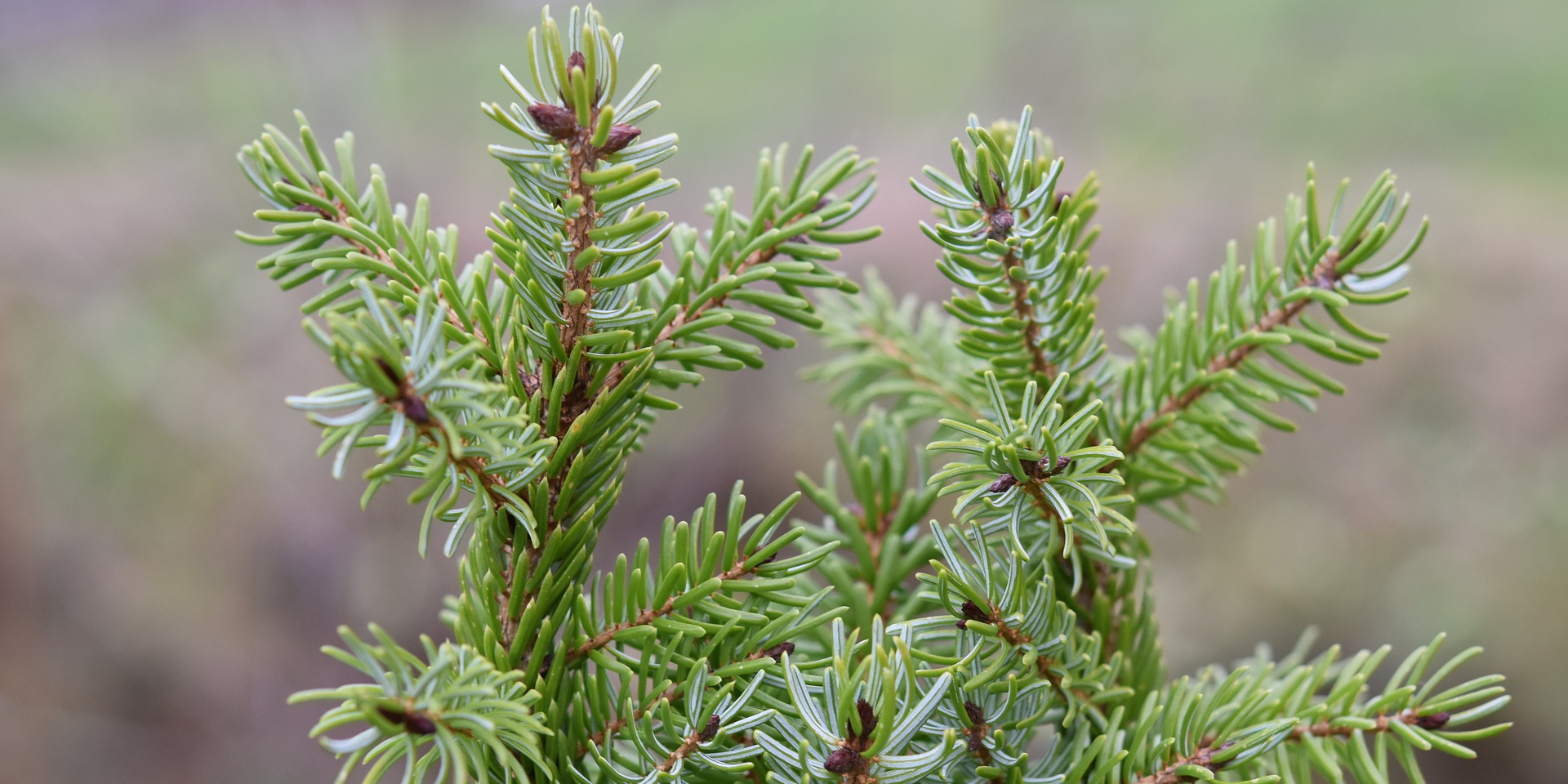 Пихта Как выбрать живую ёлку на Новый год: определитесь с видом дерева