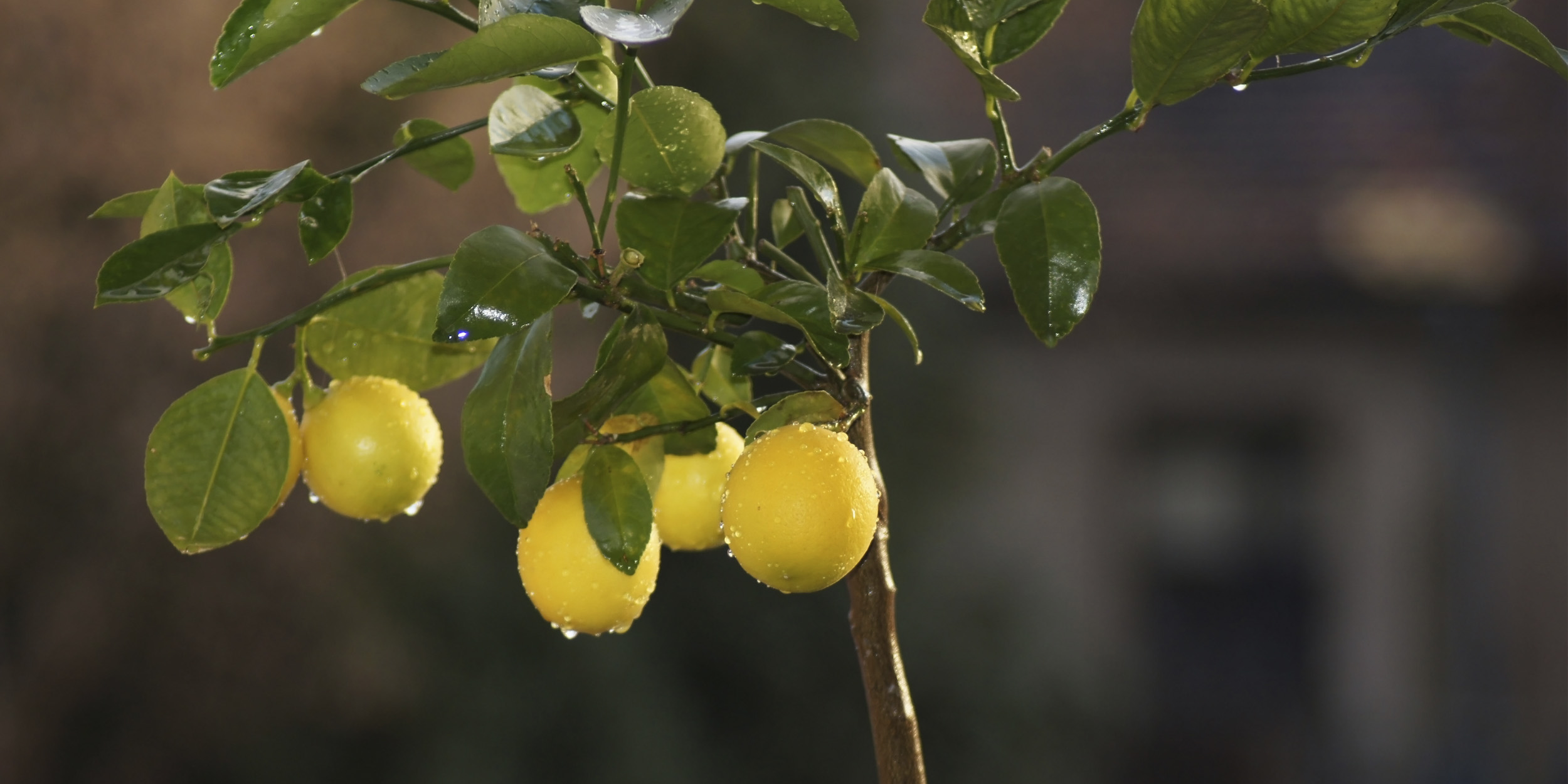 5 комнатных деревьев, которые украсят дом